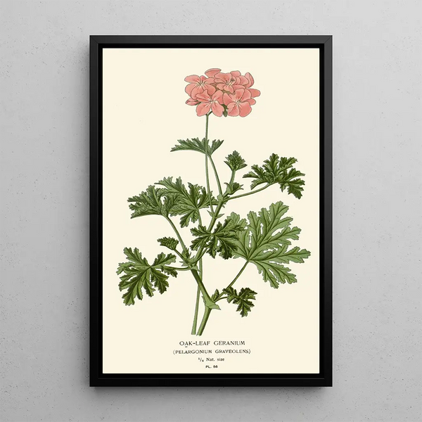 Edward Step - Oakleaf Geranium.webp