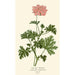 Reproduction of the painting Geranium with Oak Leaves - Edward Step