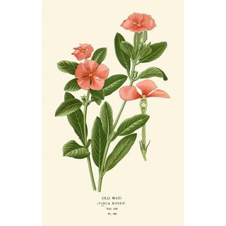 Edward Step - Old Maid.webp