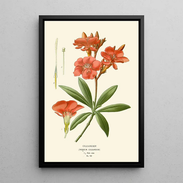 Edward Step - Oleander.webp