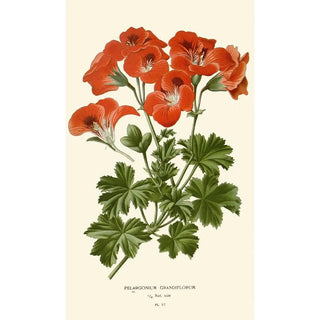 Edward Step - Pelargonium Grandiflorum.webp