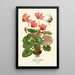 Perse Cyclamen Painting - Edward Step — framed artwork on a wall