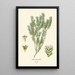 Reproduction of the painting Phylica ericoides - Edward Step