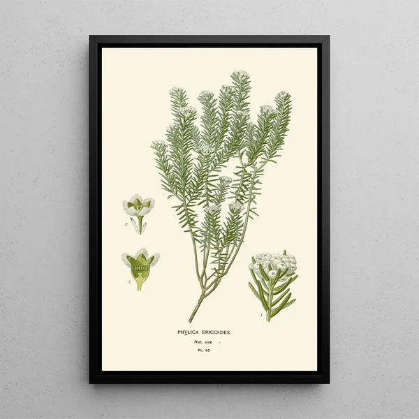 Edward Step - Phylica Ericoides.webp