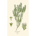 Reproduction of the painting Phylica ericoides - Edward Step