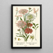Reproduction of the painting Iberis Violet Iberis Commun - Edward Step
