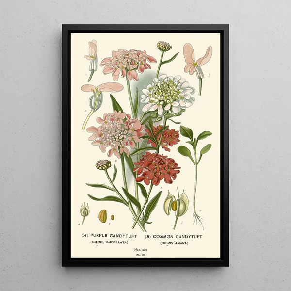 Edward Step - Purple Candytuft Common Candytuft.webp