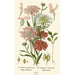 Reproduction of the painting Iberis Violet Iberis Commun - Edward Step