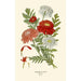 Pyrèthre Roseum Painting - Edward Step — artwork view