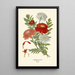 Pyrèthre Roseum Painting - Edward Step — framed artwork on a wall
