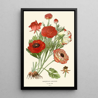Edward Step - Ranunculus Asiaticus.webp