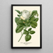 Reproduction of the painting Rose Baronne Rothschild - Edward Step