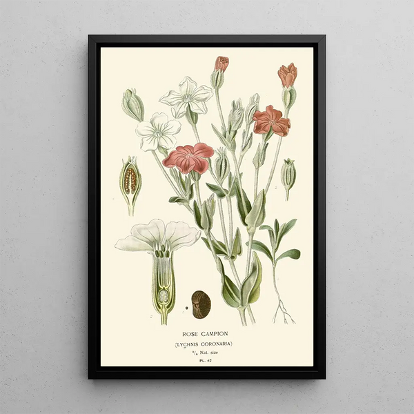Edward Step - Rose Campion.webp