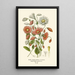 Immortelle Rosée - Edward Step — framed artwork on a wall