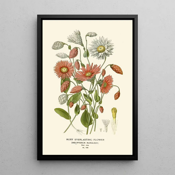 Immortelle Rosée - Edward Step — quadro incorniciato alla parete