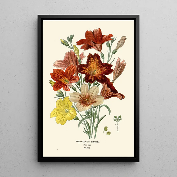 Salpiglossis Sinuata - Edward Step — quadro incorniciato alla parete