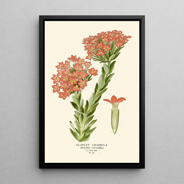 Crassula Écarlate - Edward Step — quadro incorniciato alla parete