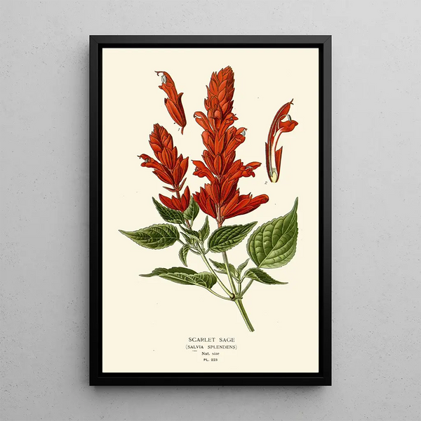 Salvia Scarlatta - Edward Step — quadro incorniciato alla parete