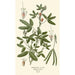 Reproduction of the painting Plant Sensitive - Edward Step
