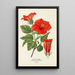 Flower of Shoe - Edward Step — framed artwork on a wall