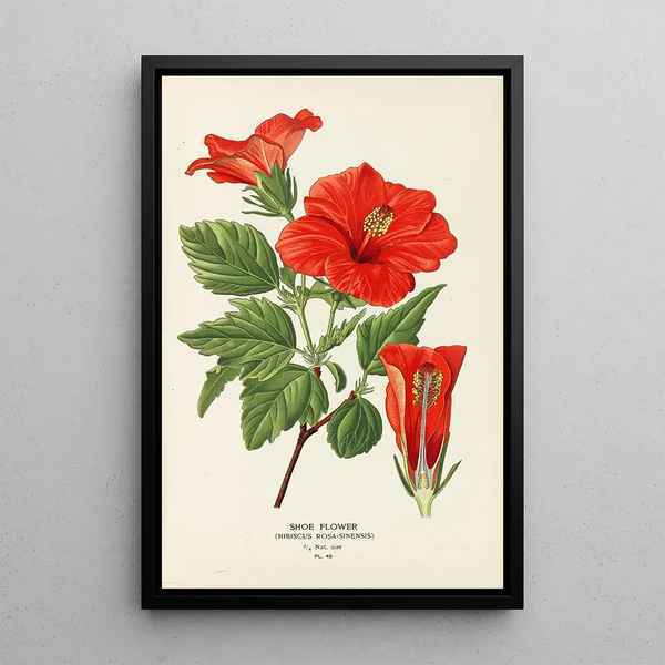 Fleur de Chaussure - Edward Step — quadro incorniciato alla parete