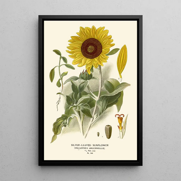 Riproduzione del dipinto Girasole con Foglie d'Argento - Edward Step