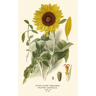 Edward Step - Silverleaved Sunflower.webp