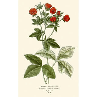 Edward Step - Silvery Cinquefoil.webp