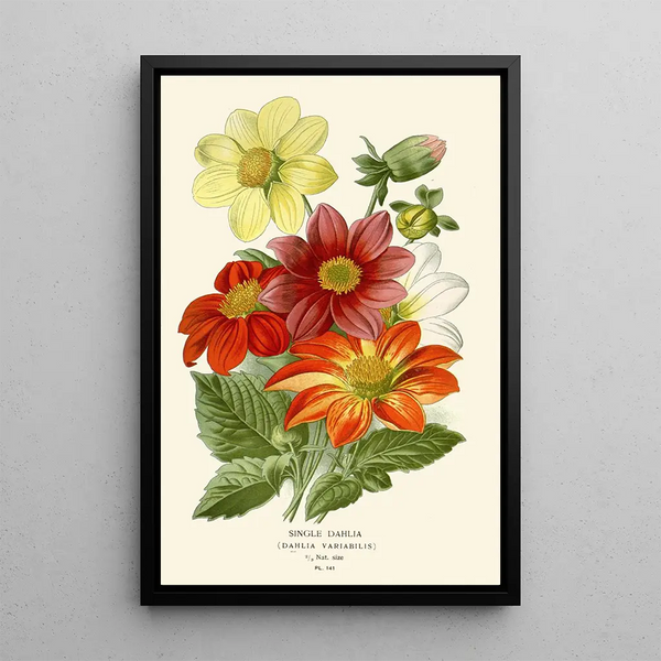 Riproduzione del dipinto Dahlia Semplice - Edward Step