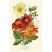 Reproduction of the painting Dahlia Simple - Edward Step