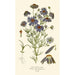 Marguerite du Fleuve Swan - Edward Step — artwork view