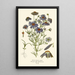 Marguerite du Fleuve Swan - Edward Step — framed artwork on a wall