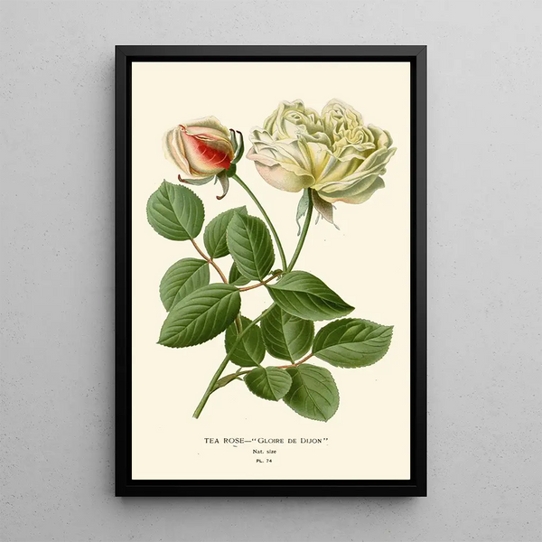 Riproduzione del dipinto Rose Thé - Edward Step