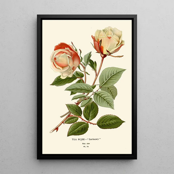 Riproduzione del dipinto Rose Thé Safrano - Edward Step