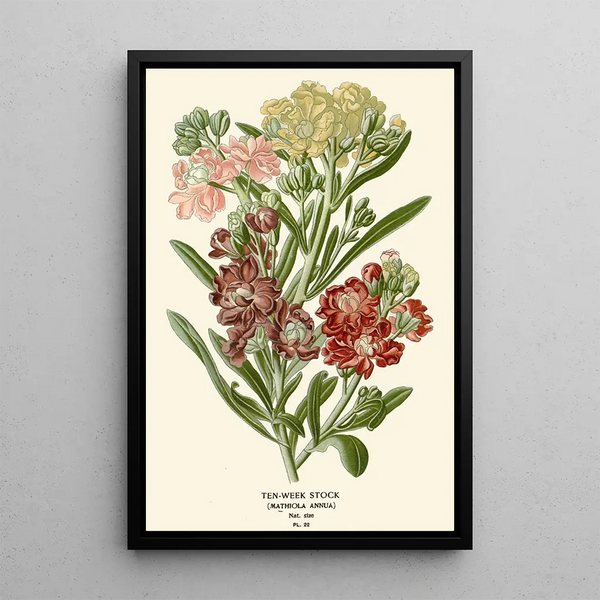 Giroflée des Jardins - Edward Step — quadro incorniciato alla parete