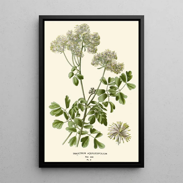 Riproduzione del dipinto Pigamon a Foglie di Aquilegia - Edward Step