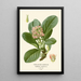 Saxifrage à feuilles épaisses - Edward Step — framed artwork on a wall