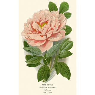 Edward Step - Tree Peony.webp