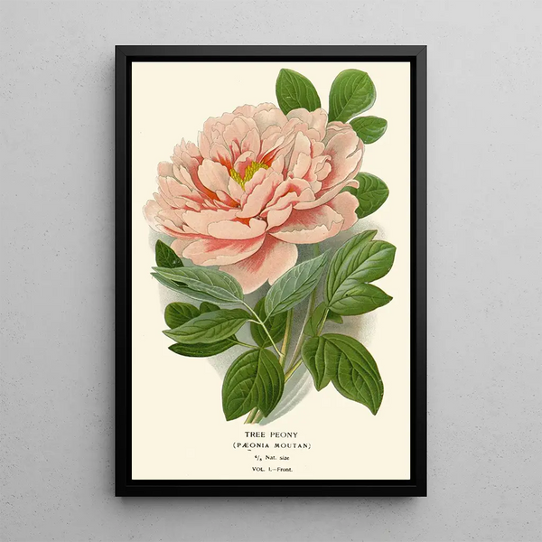 Pivoine arbustive - Edward Step — quadro incorniciato alla parete