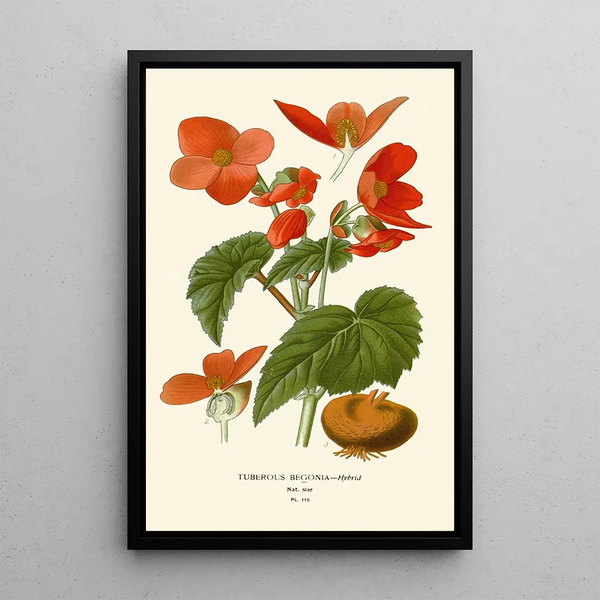 Bégonia tubéreux - Edward Step — quadro incorniciato alla parete
