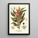 Reproduction of the painting Amaranth Mixed Painting - Edward Step