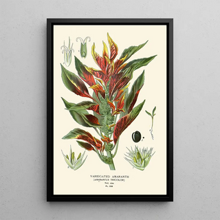 Edward Step - Variegated Amaranth.webp