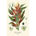 Reproduction of the painting Amaranth Mixed Painting - Edward Step