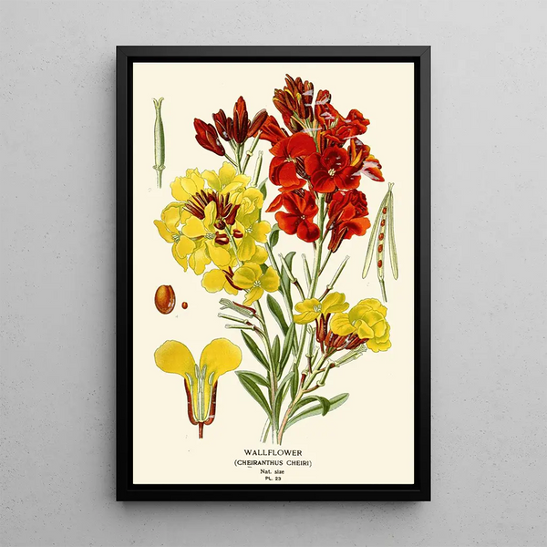 Edward Step - Wallflower.webp