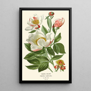 Edward Step - White Peony.webp