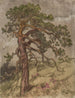 Kalliopetjä - Eero Järnefelt — vista dell’opera