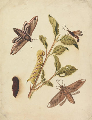 Eleazar Albin - Privet Hawk Moths and Callajoppa Exaltatoria.webp