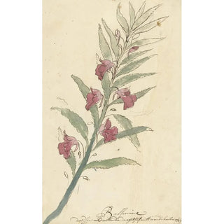 Elias van Nijmegen - Balsemien.webp