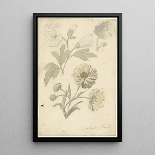 Elias van Nijmegen - Studies van zonnebloemen en dialtia.webp