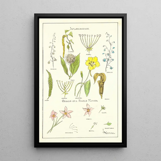 Elizabeth A Nedwill - Portfolio Historic Ornament Pl 37.webp